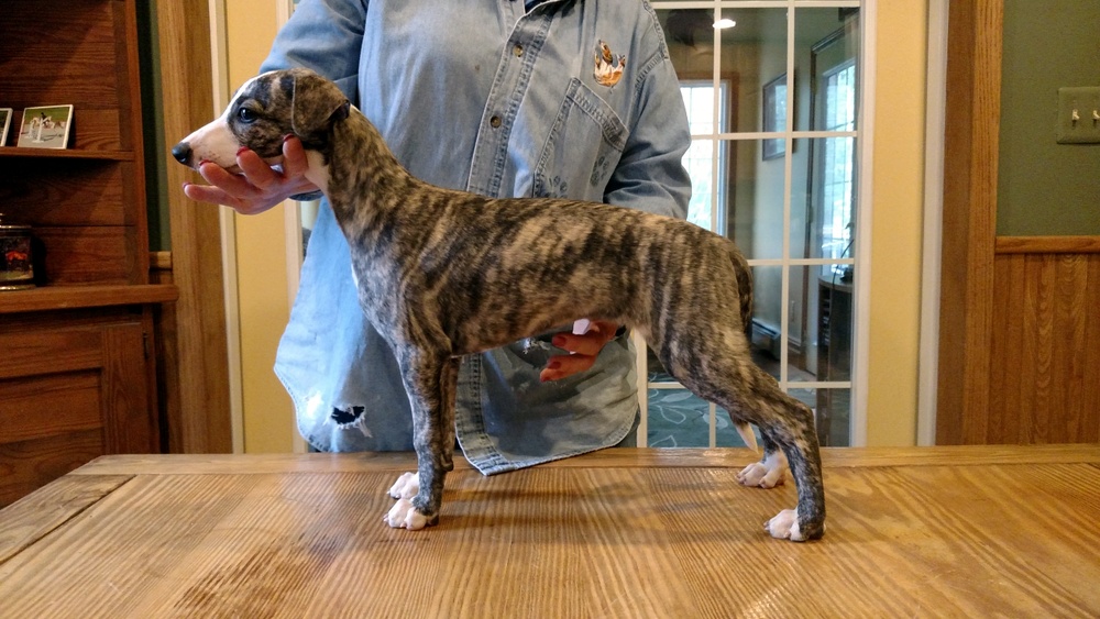Puppy 4