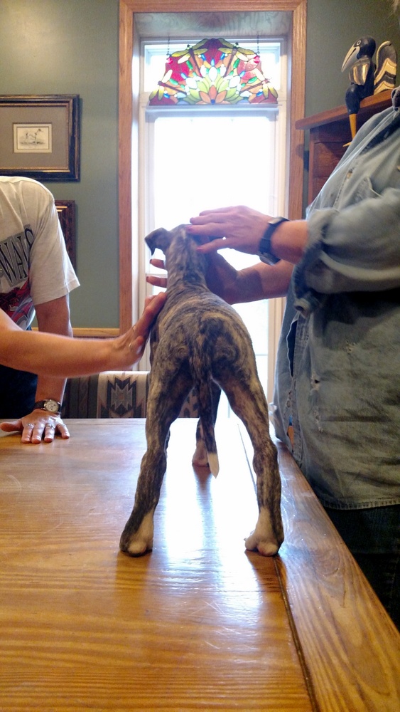 Puppy 4