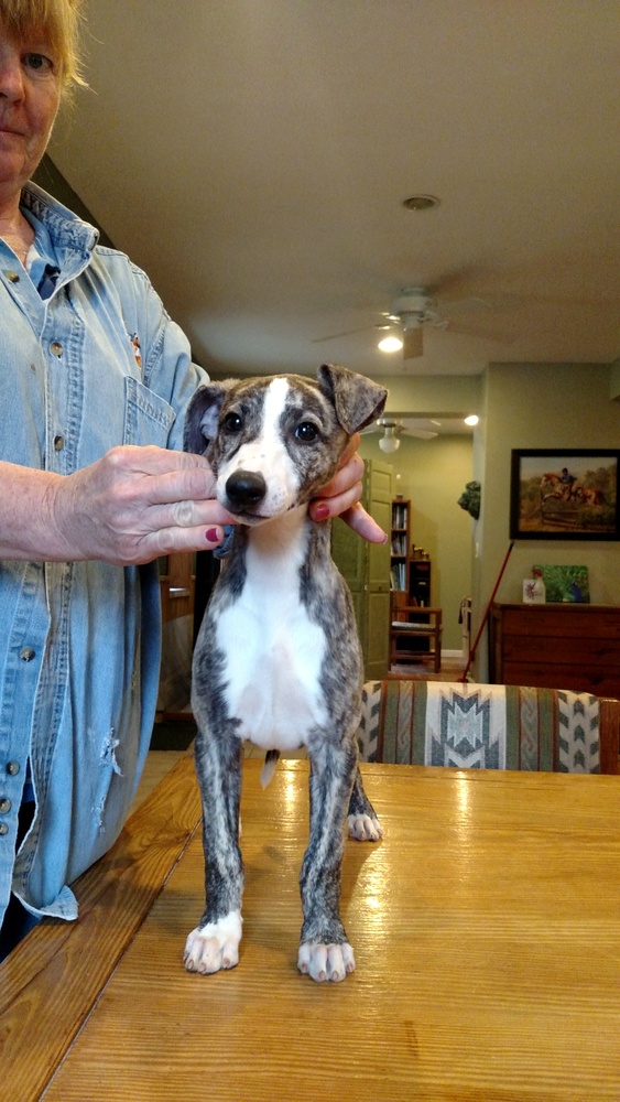 Puppy 4