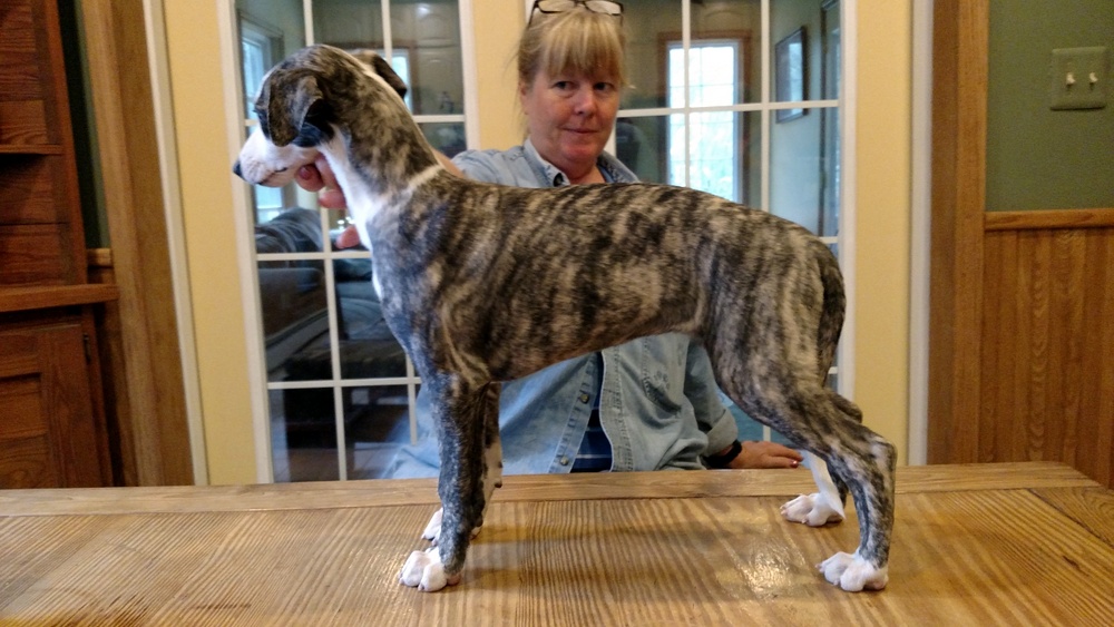 Puppy 3