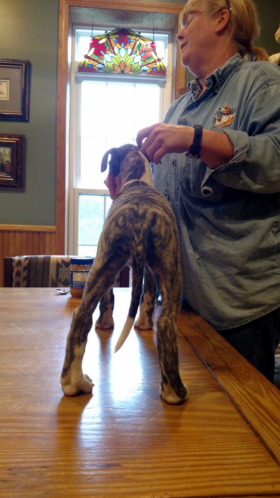 Puppy 3