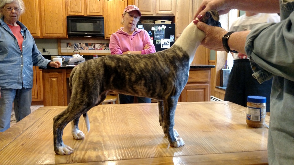 Puppy 3