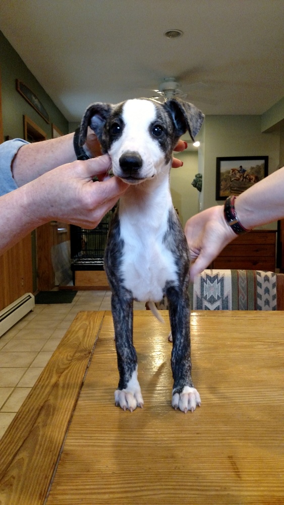 Puppy 3
