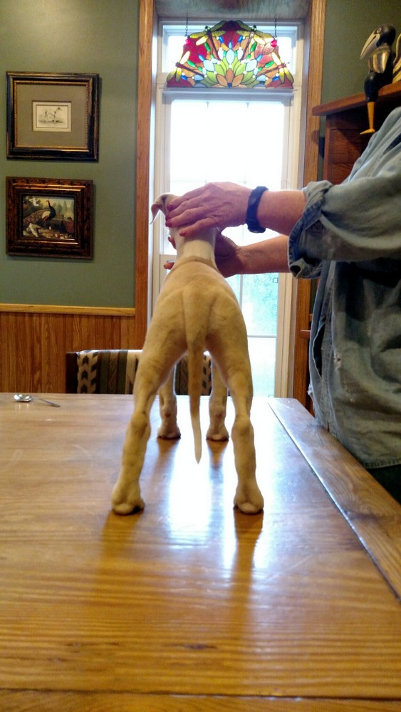 Puppy 2