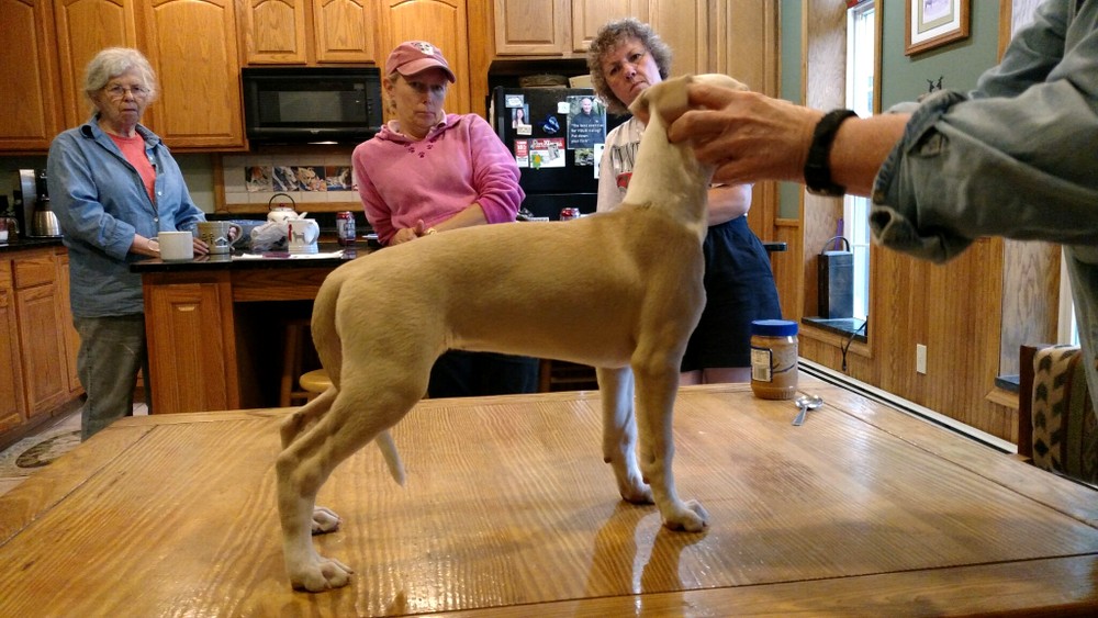 Puppy 2