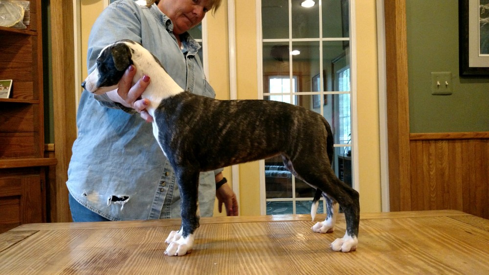 Puppy 1