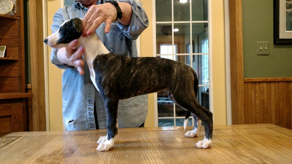 Puppy 1