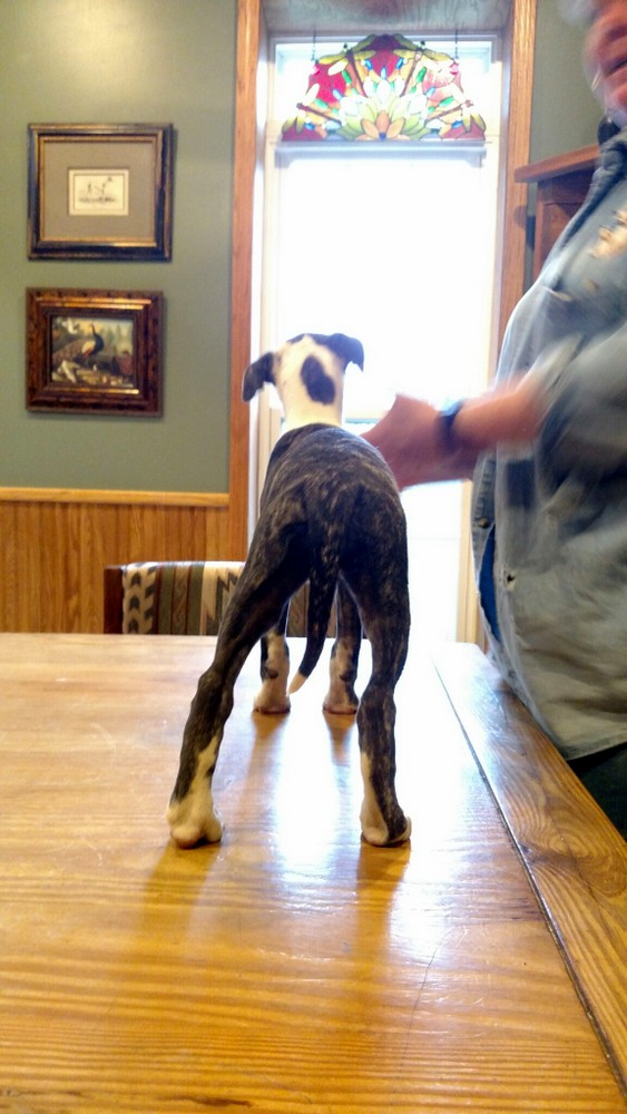 Puppy 1
