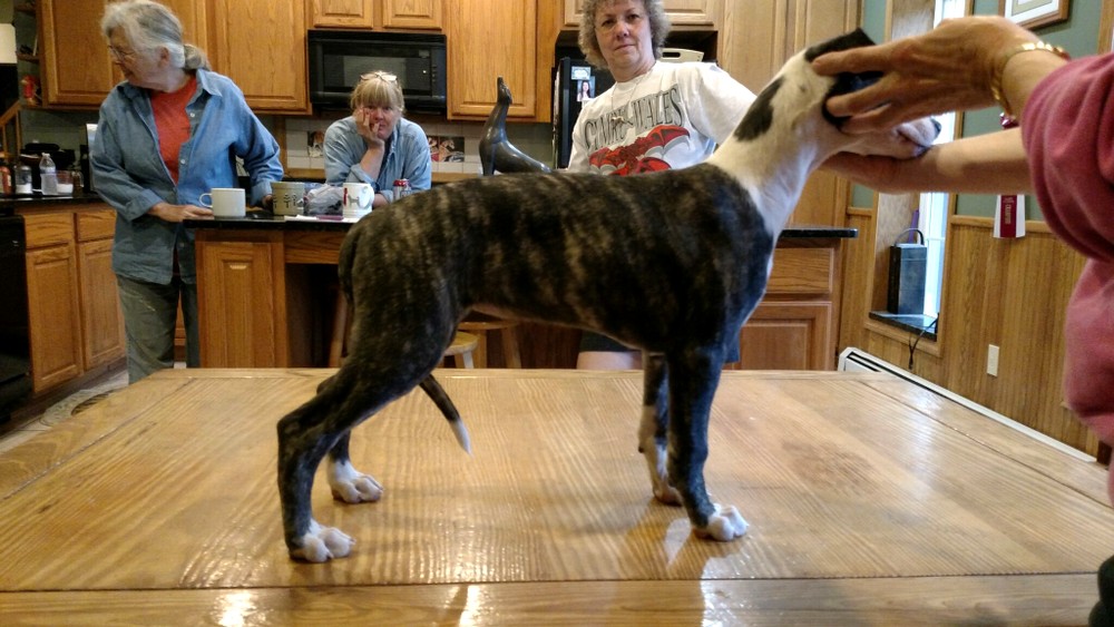 Puppy 1
