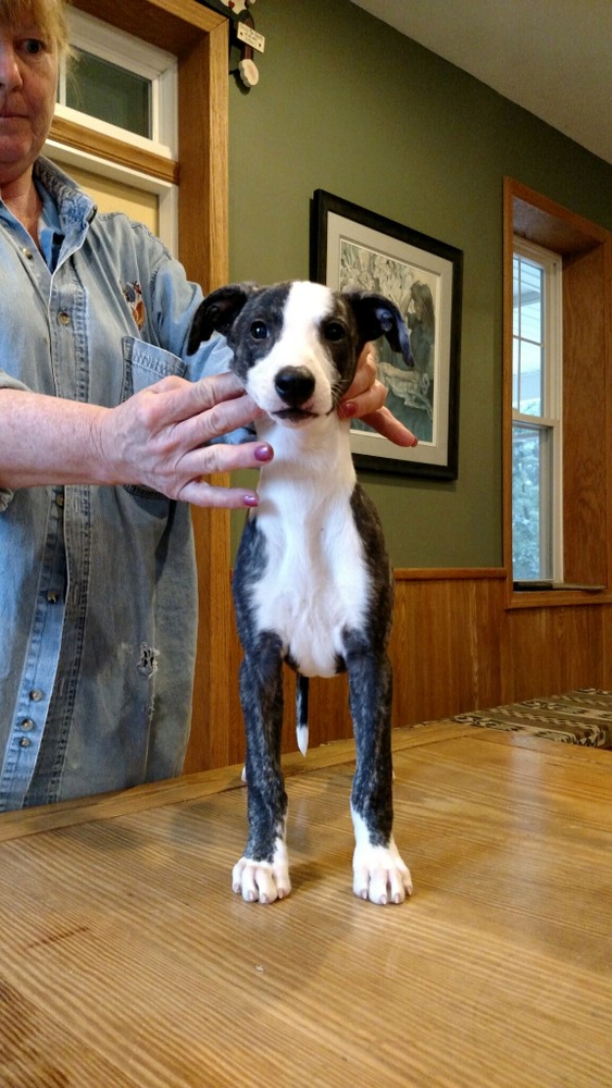 Puppy 1