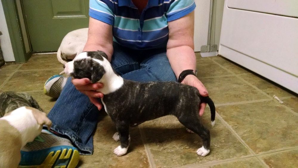 Puppy 4