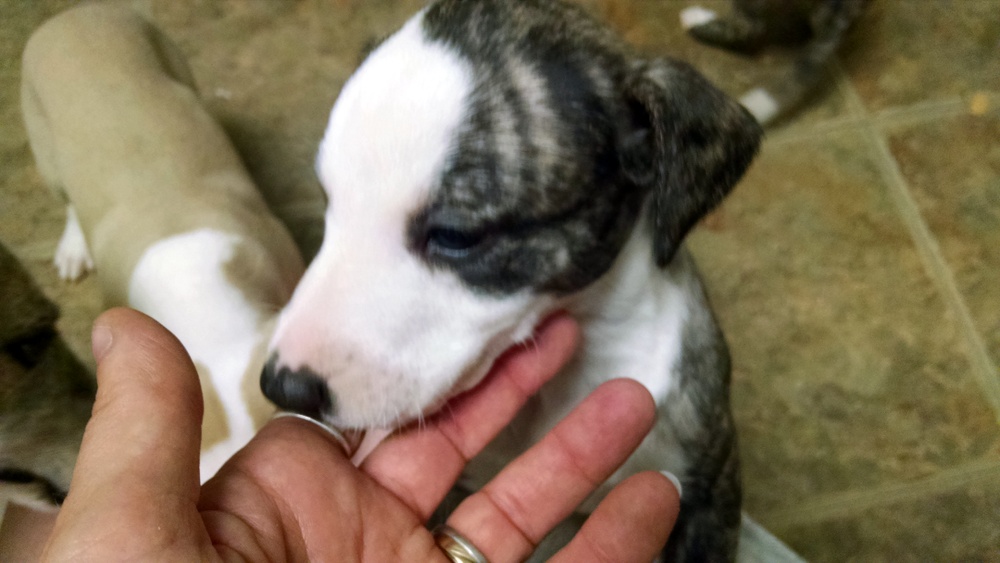 Puppy 3 Face