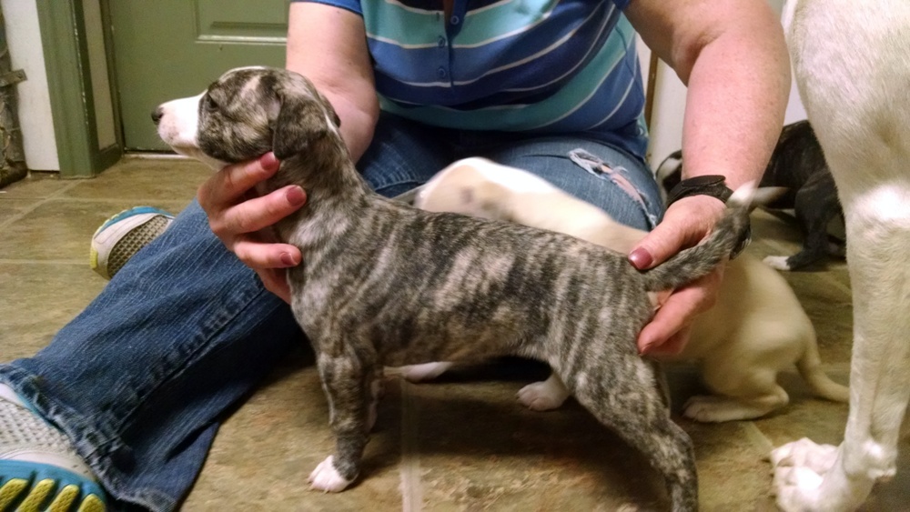 Puppy 2
