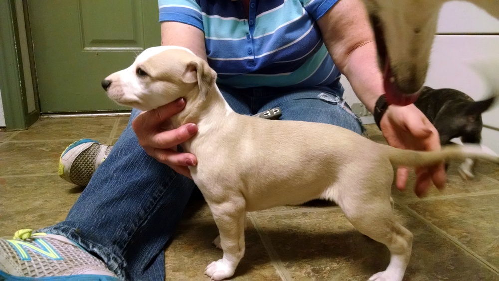 Puppy 1