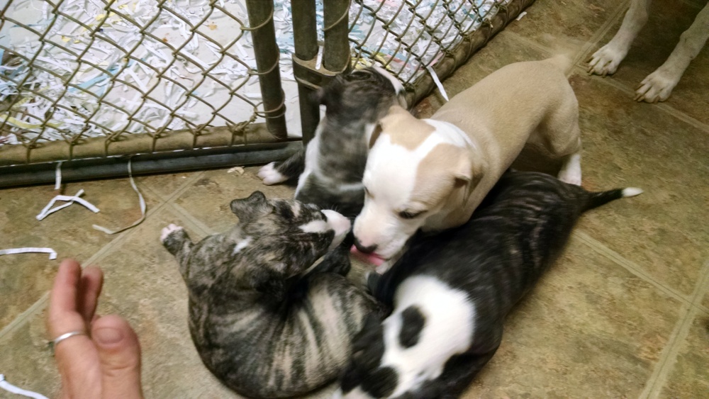 All the puppies!