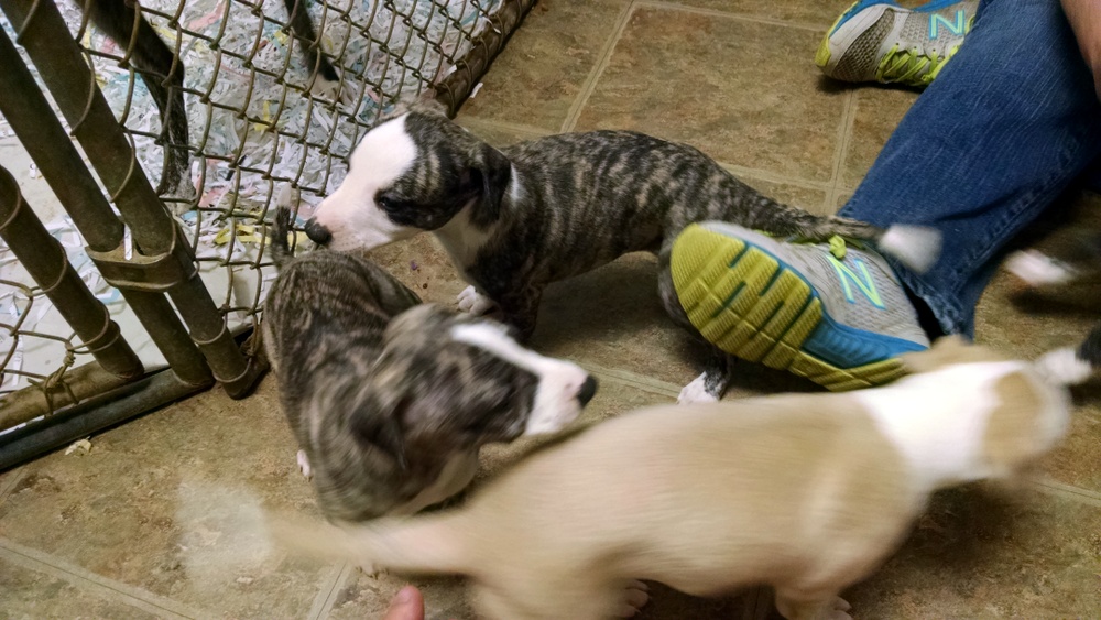 All the puppies!
