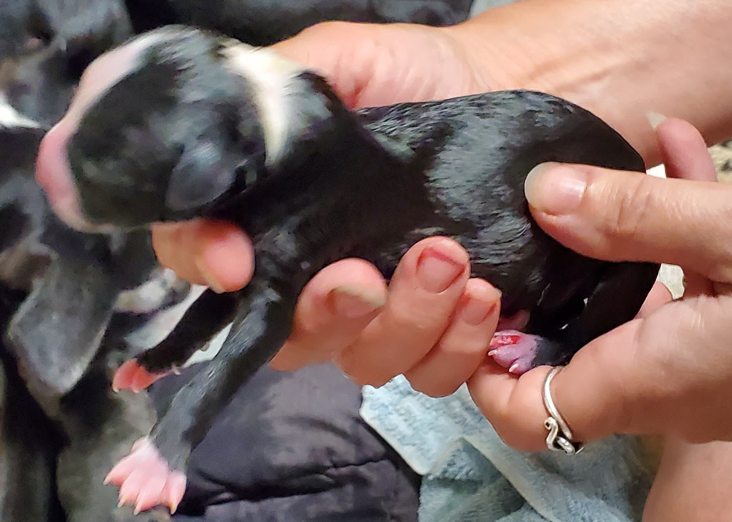 Nro's third puppy