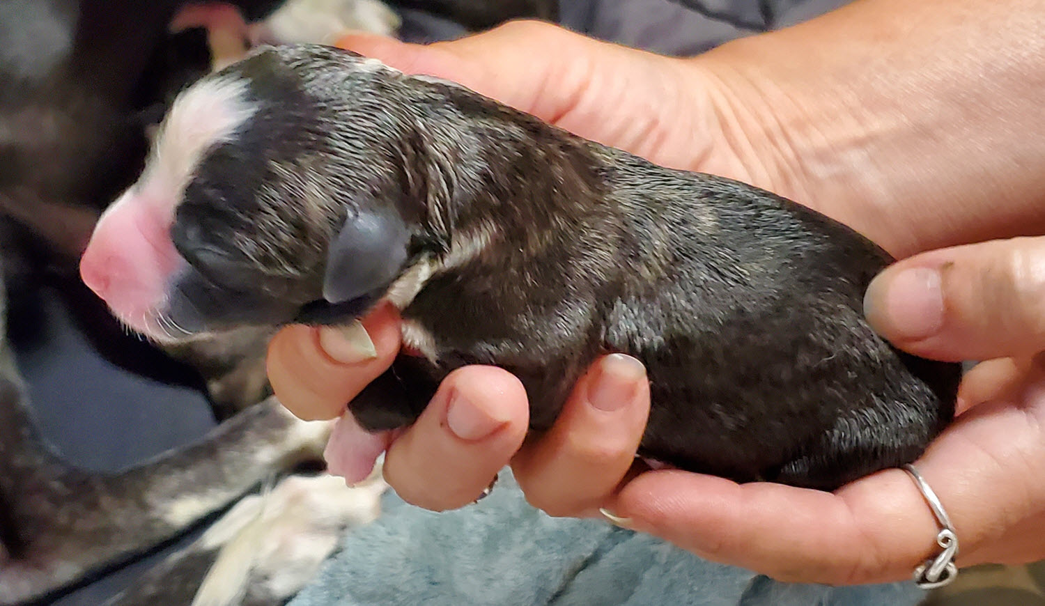 Nero's second puppy