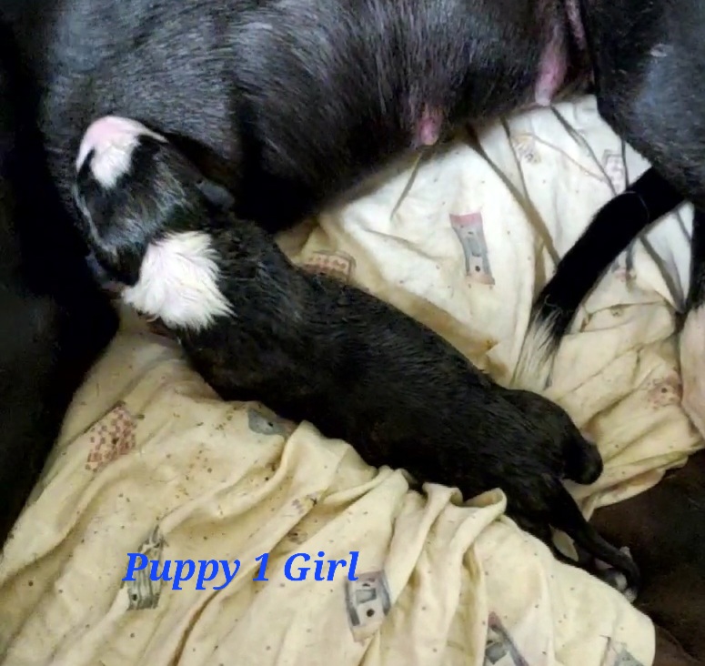 Nero's First puppy