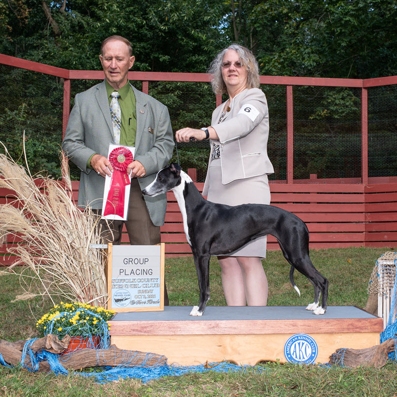 RBIS BISS MBISOH GCHS
Seaspell’s That Old Black Magic 'Nero'