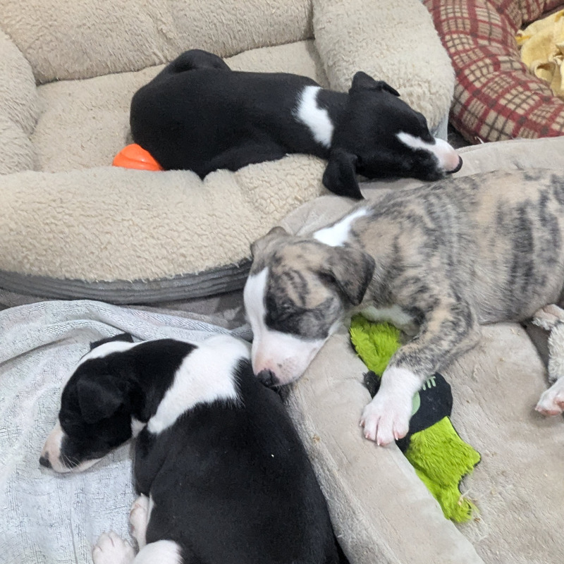 Puppy 9 - Girl - Pyewacket