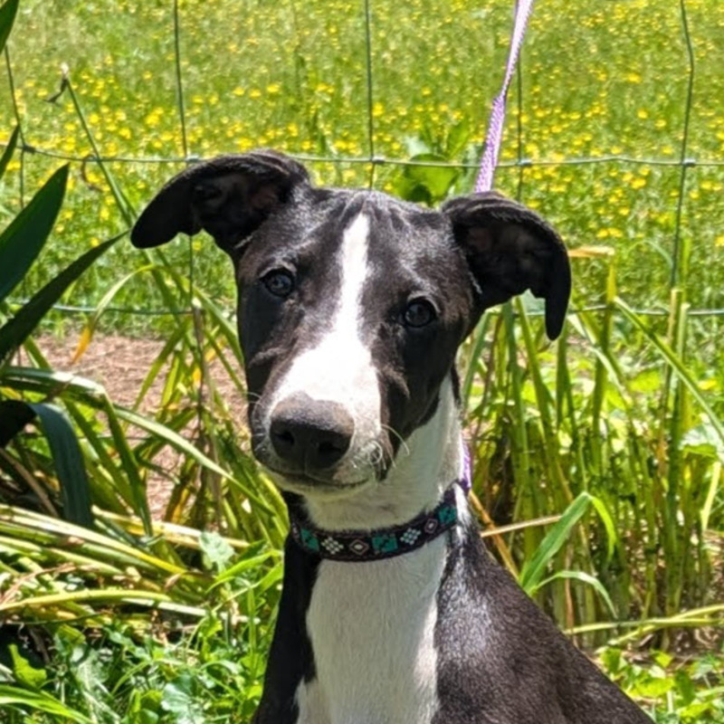 Raven on June 20th, 2025