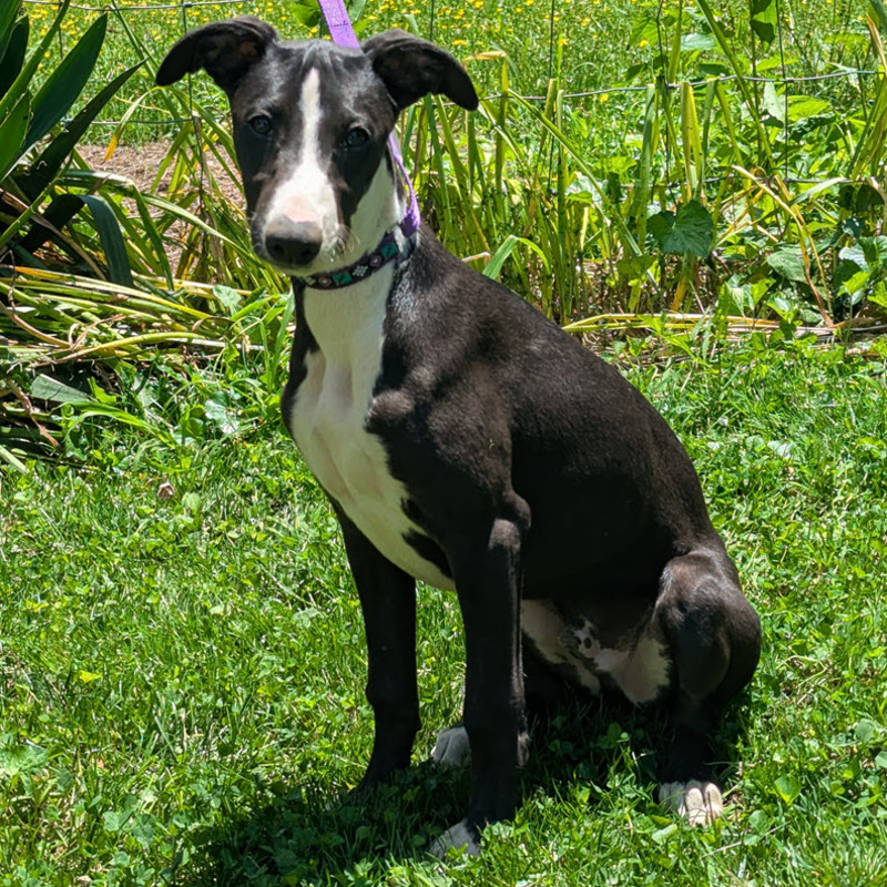 Raven on June 20th, 2025